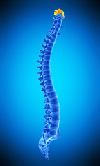 medically accurate illustration of the atlas