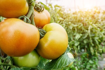 Ripe tomatoes grown in greenhouses