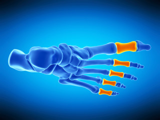 medically accurate illustration of the proximal phalanx bones