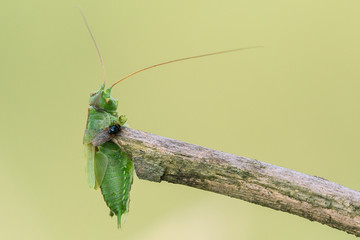 Großes grünes Heupferd (Tettigonia viridissima) wurde von einem Neuntöter (Lanius collurio) zur Nahrungsbevorratung auf einem Zweig aufgespießt