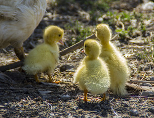 Small ducks