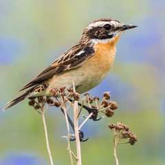 Ein Braunkehlchen (Saxicola rubetra) vor einem Feld mit blauen Kornblumen (Centaurea cyanus)