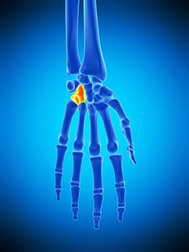 medically accurate illustration of the hamate bone