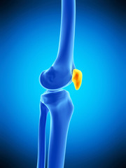 medically accurate illustration of the patella