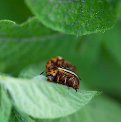 Colorado potato beetle on green sheet of a potato.