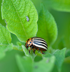 Colorado potato beetle on green sheet of a potato.