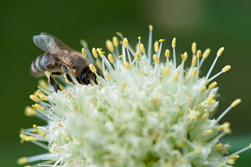 Insect bee on onion inflorescence plants.