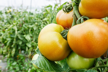 Ripe tomatoes grown in greenhouses