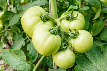 Fresh tomatoes grown in greenhouses