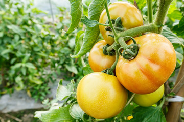 Fototapeta na wymiar Ripe tomatoes grown in greenhouses
