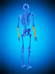 medically accurate illustration of the skeletal lower arms