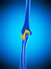 medically accurate  illustration of the elbow capsule