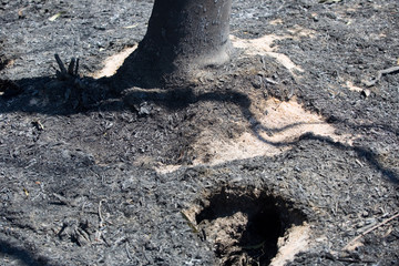forest fire