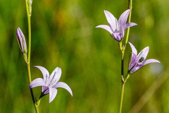 Campanula rapunculus. Flores de Raponchigo.