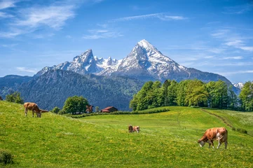 Poster Idyllic landscape in the Alps with cows grazing on green meadows in spring © JFL Photography