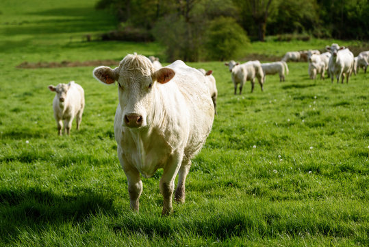 vache blanche charolaise