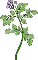 Potato plant