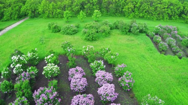 Aerial Shot. Flight over the Dendrological Park.Askania-Nova, Ukraine.