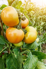Ripe tomatoes grown in greenhouses