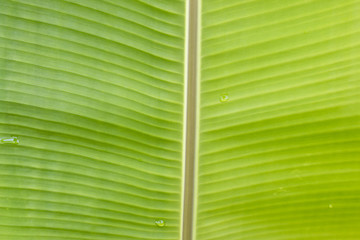 Green Banana leaf