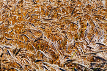 golden wheat field