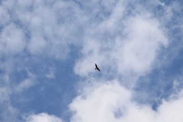 Bussard am Himmel 2