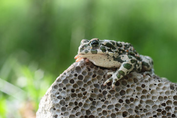 Spotted an earthen toad sitting on a stone, close-up. Bufo bufo. Green toad (Bufo viridis) Photo Macro