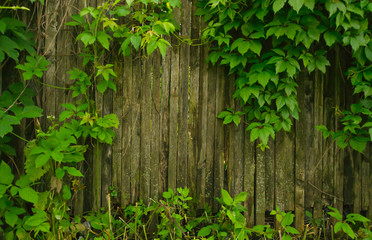 Fototapeta na wymiar Old wooden background with green leaves