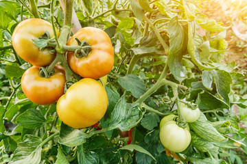 Ripe tomatoes grown in greenhouses