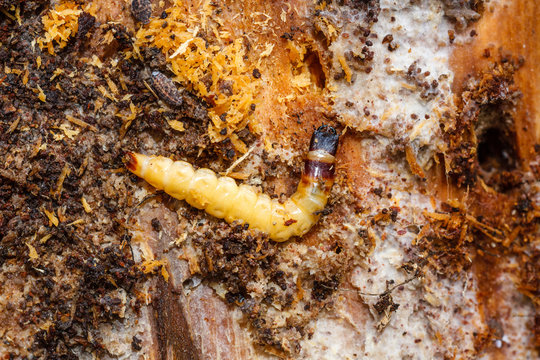 Larva en tronco muerto de Pino Negral, Pinus pinaster.