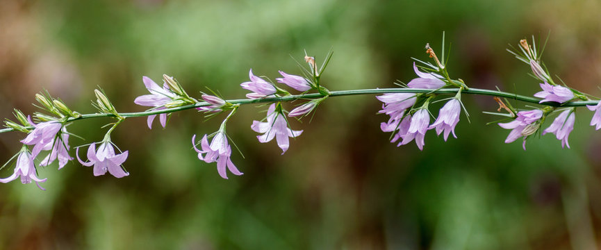 Campanula rapunculus. Flores de Raponchigo.
