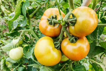 Ripe tomatoes grown in greenhouses