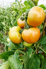 Ripe tomatoes grown in greenhouses