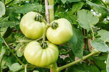 Ripe tomatoes grown in greenhouses