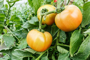 Ripe tomatoes grown in greenhouses