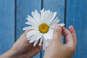 Large white daisy in the hand