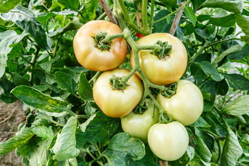 Ripe tomatoes grown in greenhouses