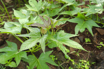 sweet potato leaves
