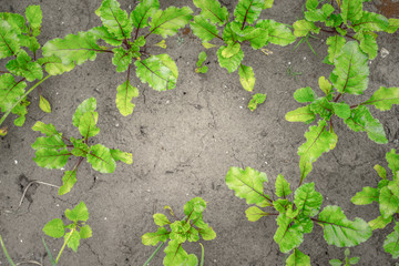 Beet growing in the garden horizontal