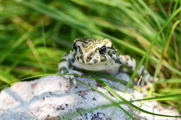Spotted an earthen toad sitting on a stone, close-up. Bufo bufo. Green toad (Bufo viridis) Photo Macro