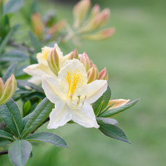 Azalea "Daviesii" Rhododendron Blüte