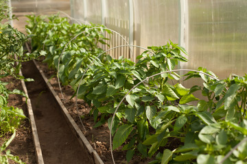 green pepper in the greenhouse