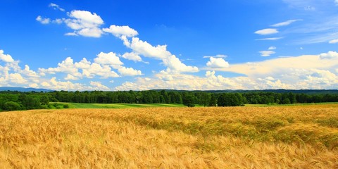 Obraz premium Panoramic view of golden agriculture fields with blue sky and clouds in background