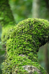 Close up Green Moss on branch tree