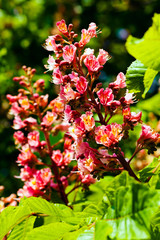 unusual pink flower