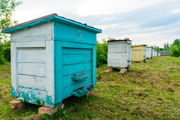 Honey bee hives in the garden