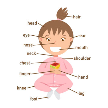 illustration of vocabulary part of body