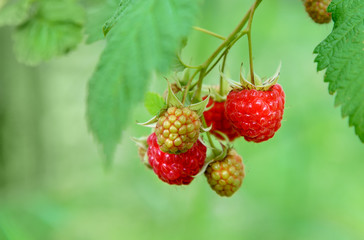 Branch of raspberry in the garden