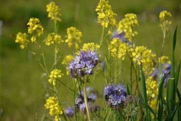 Purple Tansy