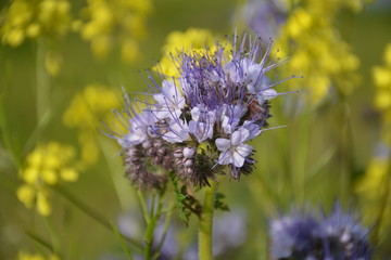 Purple Tansy